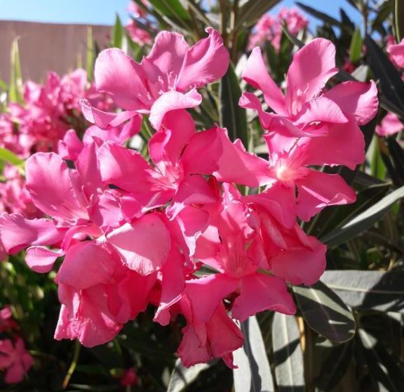 בית מלון כפרי Clair Logis