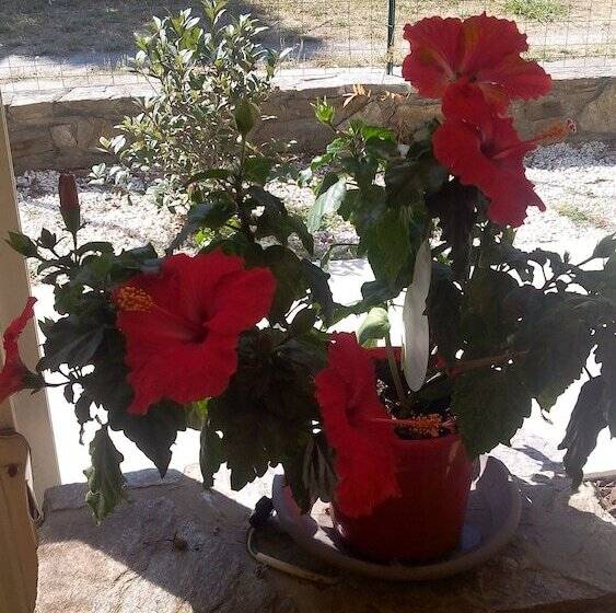 ホテル Le Golfe Bleu