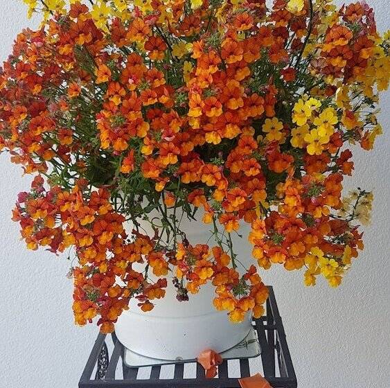 ホテル Le Golfe Bleu