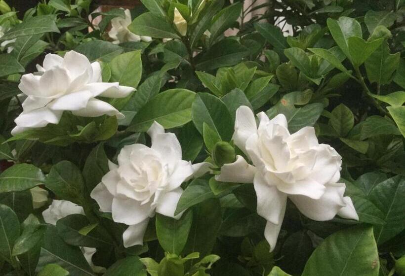 هتل Les Templiers