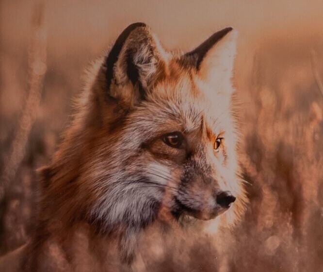 Отель Fuchs Life Style Mit Night Life