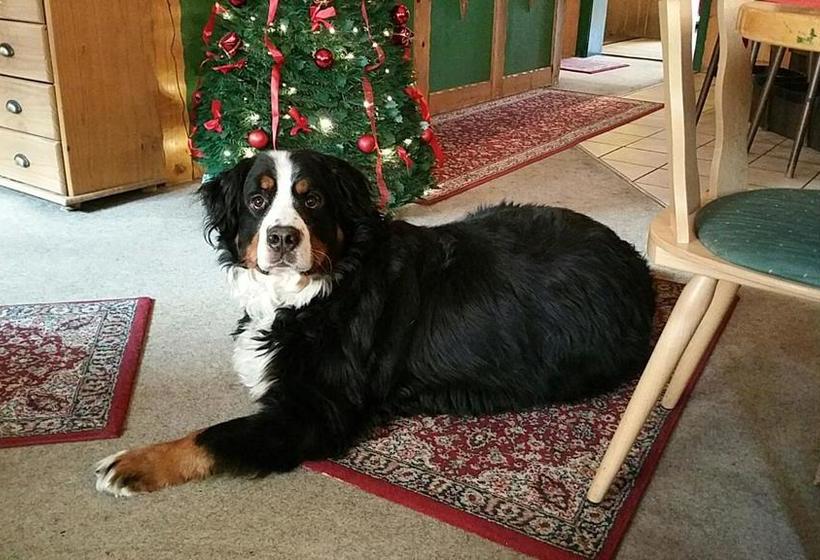 בית מלון כפרי Restaurant Köhler