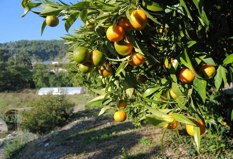 فندق L'orangeraie De La Baronne
