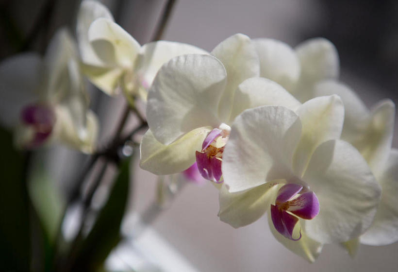 酒店 Fineapartment Alt Duvenstedt