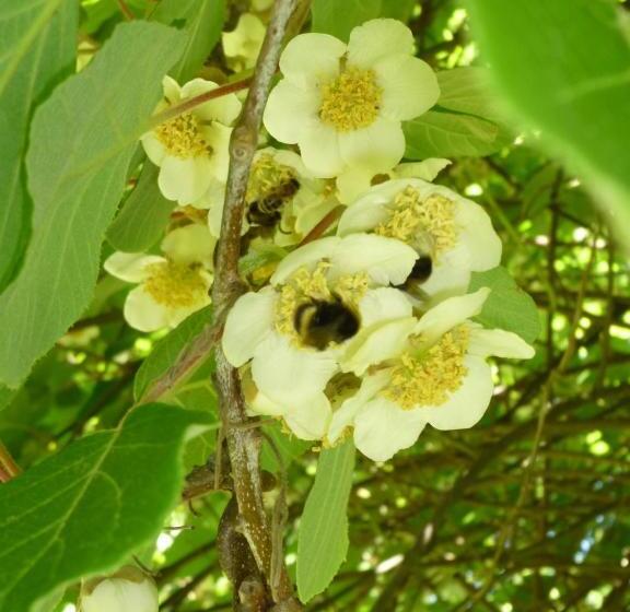 Villa Zur Erholung Bed & Breakfast