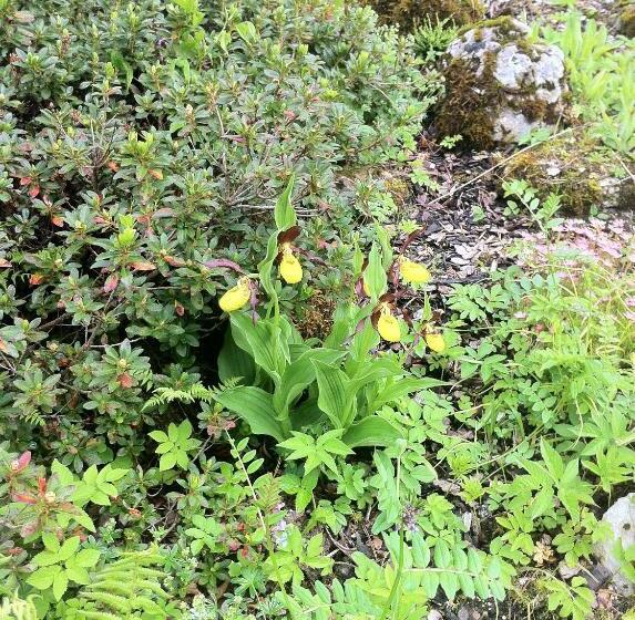 Bäckeralm© B&b 16 +