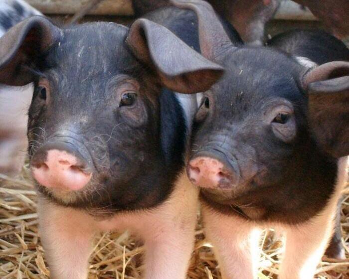 Ceo Mara Croft B&b & 2 Luxury Cabins