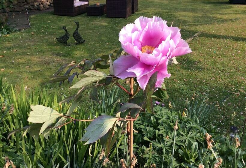 住宿加早餐  Willow Cottage