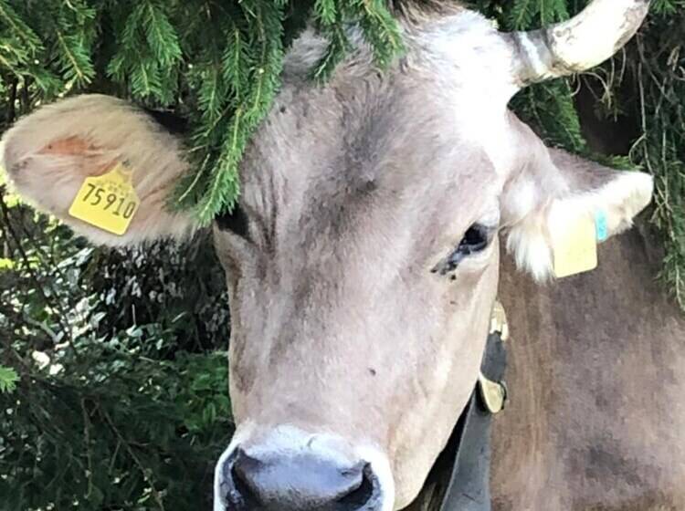 酒店 Garni Oberdorfer Stuben