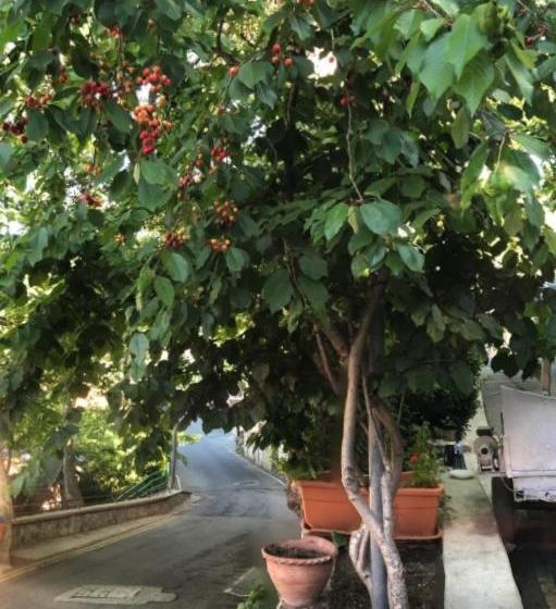 Mountain Rose Hotel & Restaurant