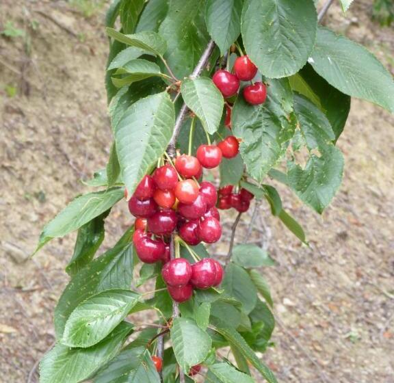 Mountain Rose Hotel & Restaurant