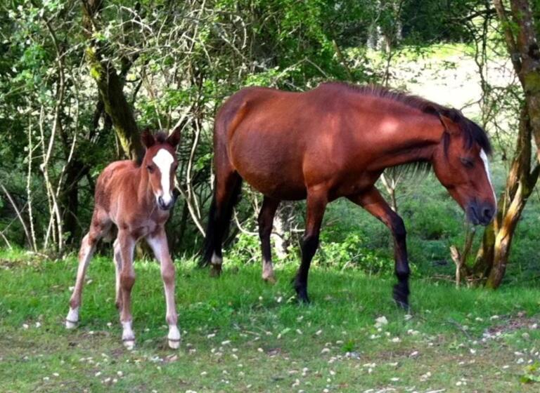 צימר Harford En Suite Rooms