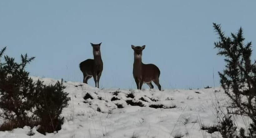 住宿加早餐  Springburn Farmhouse