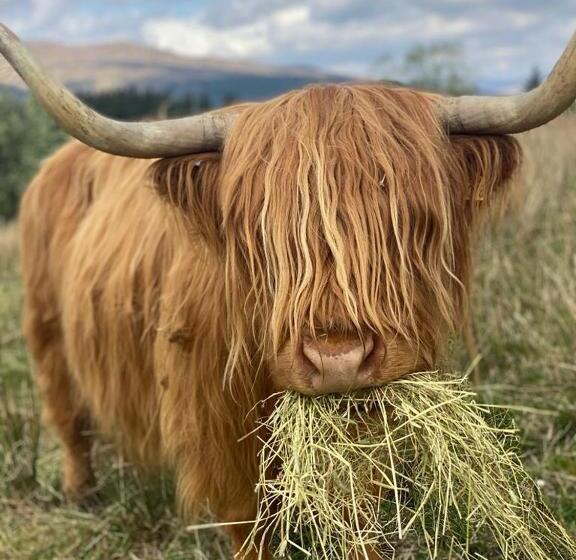 住宿加早餐  Springburn Farmhouse