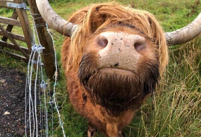 住宿加早餐  Springburn Farmhouse