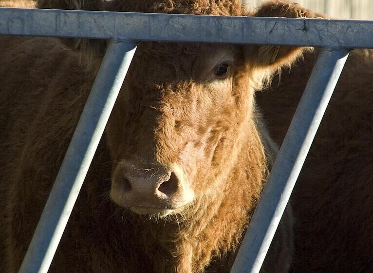 مبيت وإفطار Tregondale Manor Farm