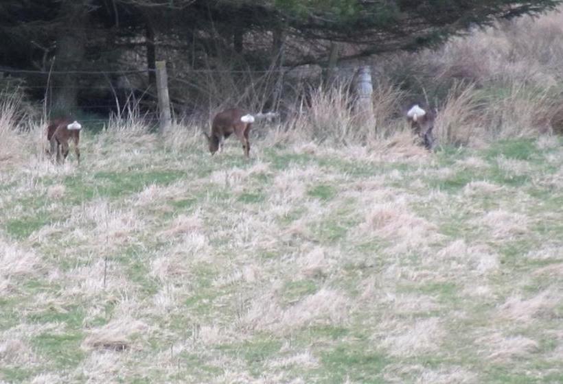 Bed and Breakfast Brambleburn Steading