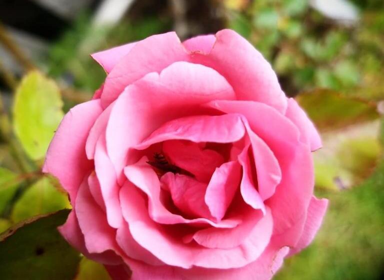 Burton Grange Farmhouse B&b