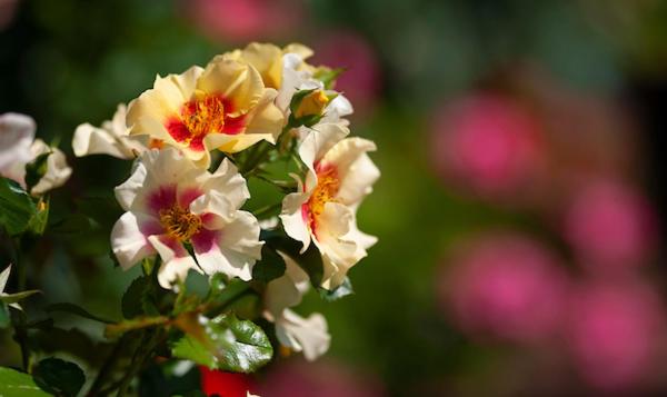 ベッドアンドブレックファースト Goss Hall