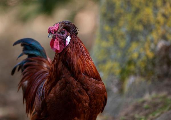 ベッドアンドブレックファースト Goss Hall