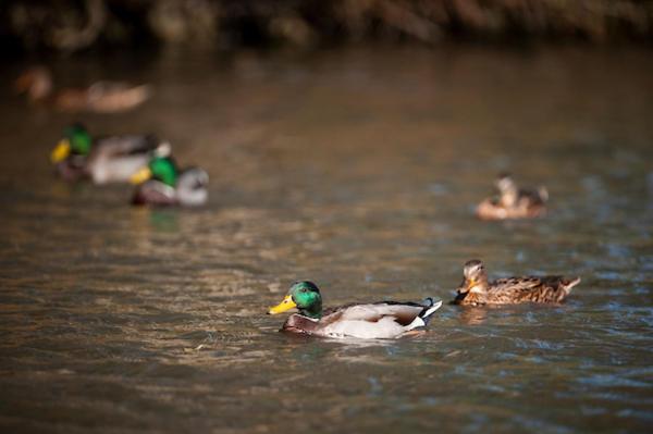 ベッドアンドブレックファースト Goss Hall