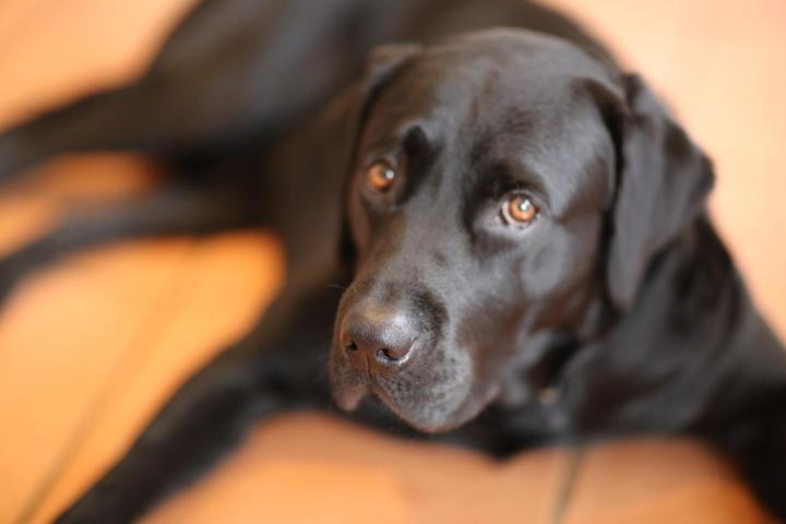 בית מלון כפרי The Harbour House Sea Front