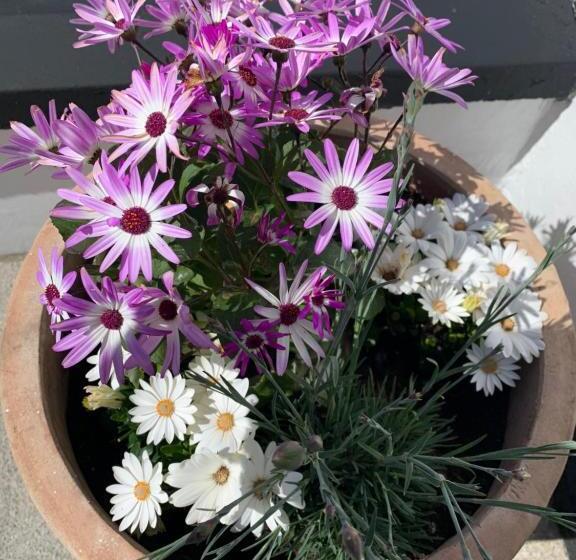 בית מלון כפרי The Harbour House Sea Front