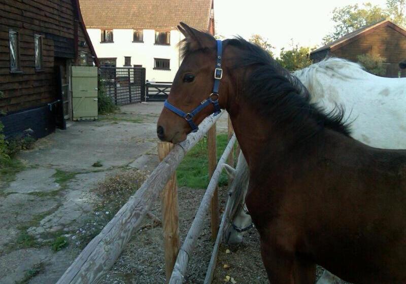 Valley Farmhouse B&b