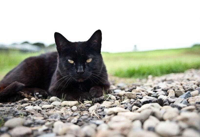 Bamflatt Farm Bed & Breakfast