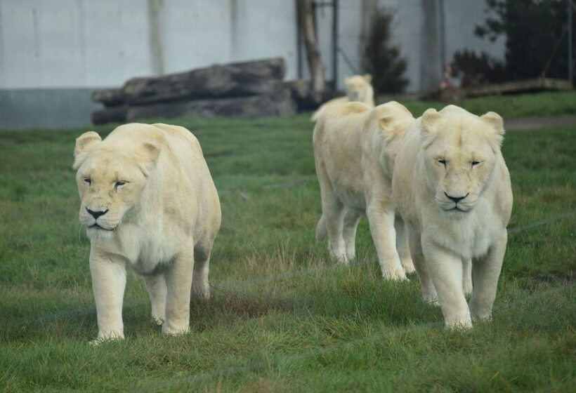 مبيت وإفطار Bewdley Hill House