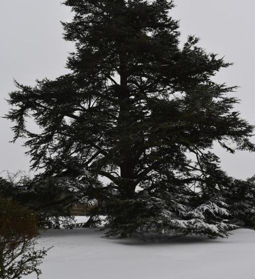 مبيت وإفطار Cedar House