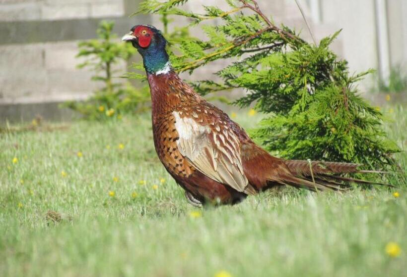 مبيت وإفطار Kescoweth