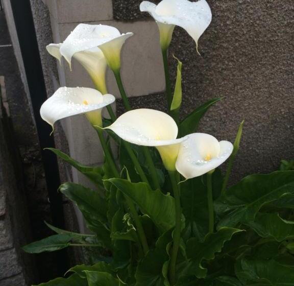 مبيت وإفطار Rosehill Guest House