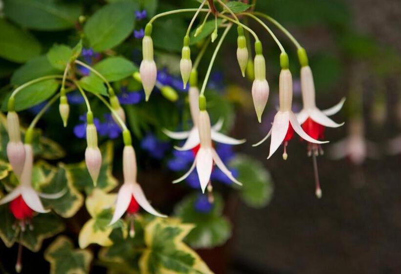 مبيت وإفطار Rosehill Guest House