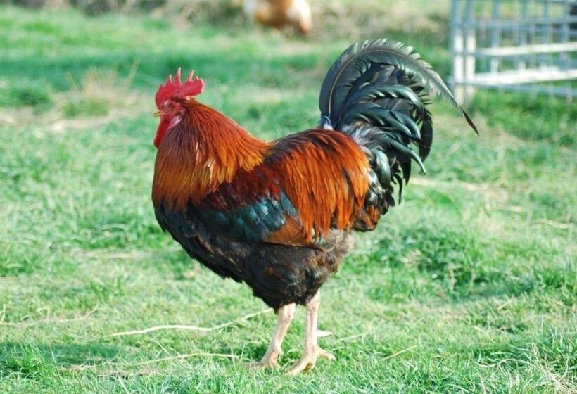 مبيت وإفطار Spillers Farm