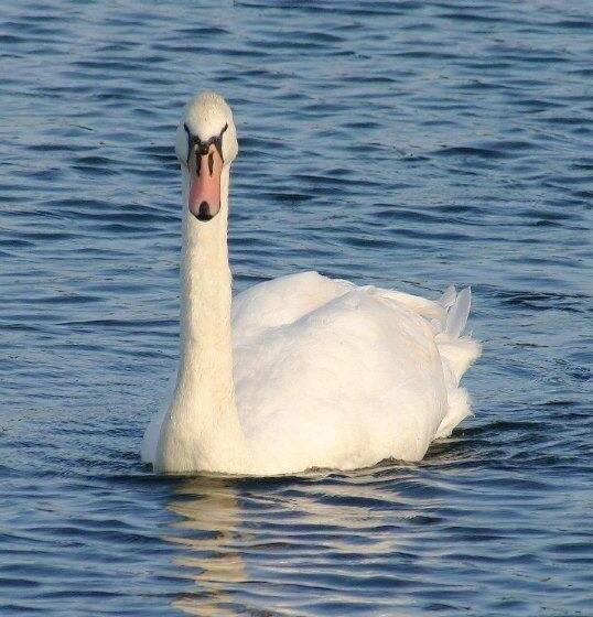 مبيت وإفطار Spillers Farm