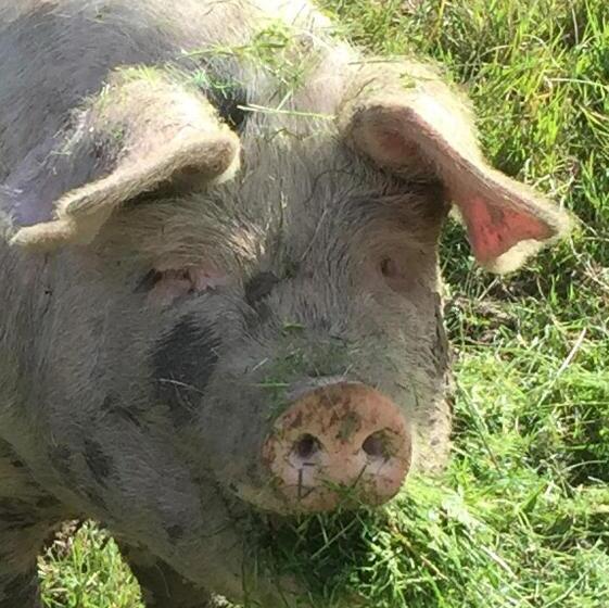 مبيت وإفطار Spillers Farm