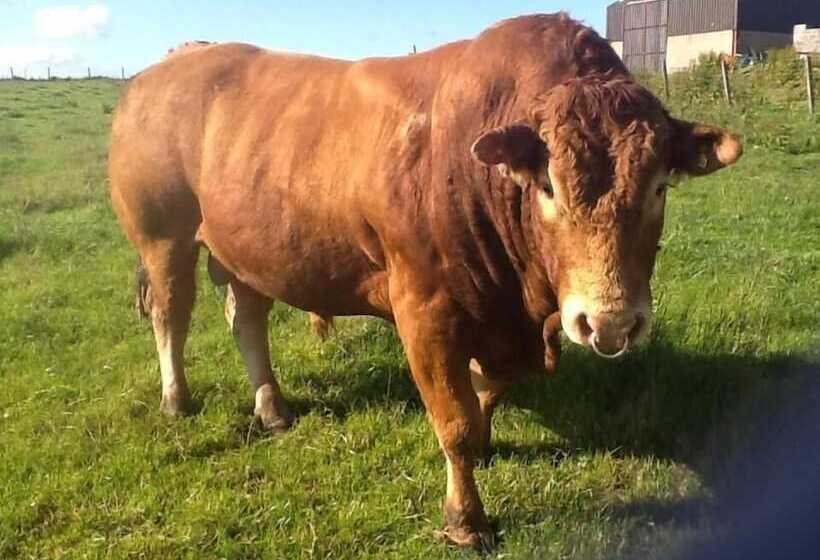 Bed and Breakfast The Antlers