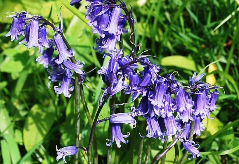 ベッドアンドブレックファースト Carlton Lodge