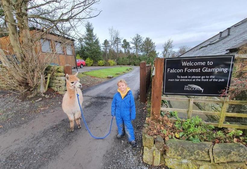 Bed and Breakfast The Falcon Inn