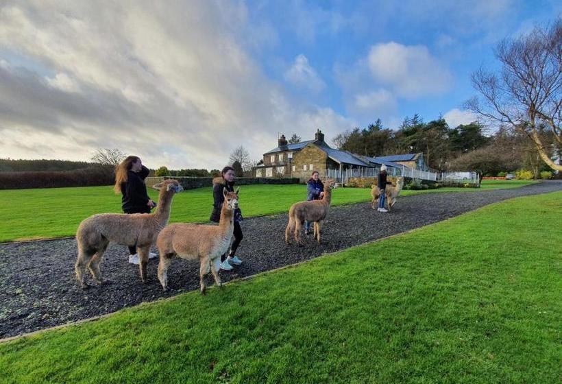 Bed and Breakfast The Falcon Inn