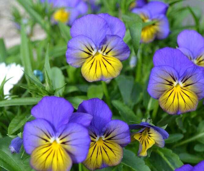 Castle Green Bed And Breakfast