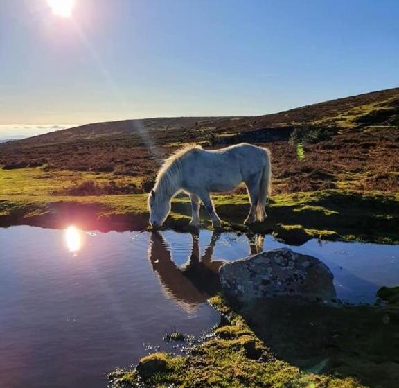 Bed and Breakfast Crowndale Torquay   Exclusively For Adults