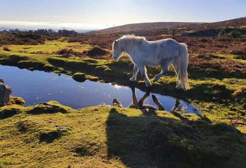 Bed and Breakfast Crowndale Torquay   Exclusively For Adults