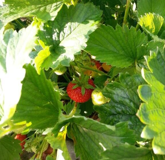 مبيت وإفطار Ternhill Farm House   5 Star Guest Accommodation With Optional Award Winning Breakfast