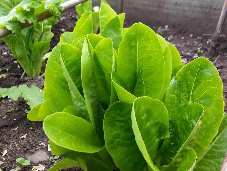 مبيت وإفطار Ternhill Farm House   5 Star Guest Accommodation With Optional Award Winning Breakfast