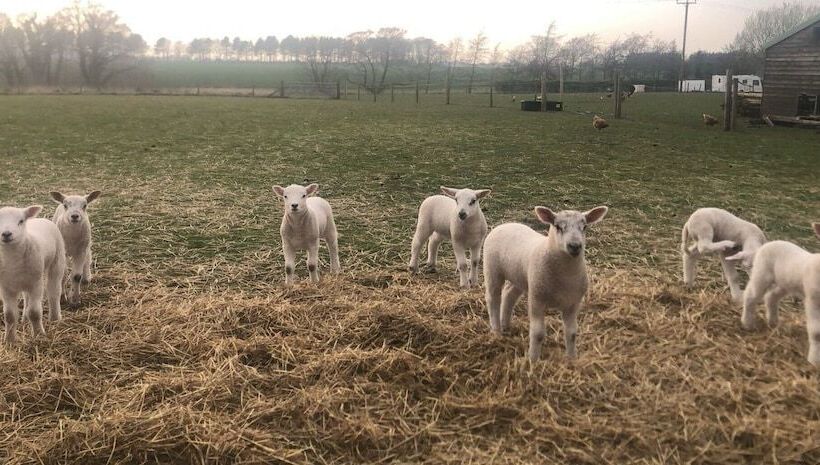 مبيت وإفطار The Farm Burscough