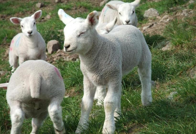 Отель Foyers Roost