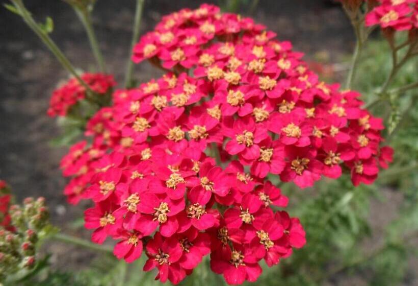 בית מלון כפרי Nethercliffe