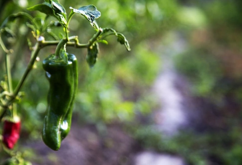 استراحتگاه Hosteria Totoral